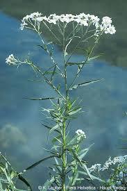 Attēlu rezultāti vaicājumam “Achillea ptarmica”