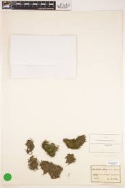 Attēlu rezultāti vaicājumam “Leskea polycarpa”