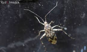 Attēlu rezultāti vaicājumam “Phytocoris sp.”