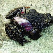 Attēlu rezultāti vaicājumam “Rana temporaria adult”