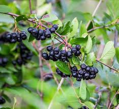 Attēlu rezultāti vaicājumam “Aronia melanocarpa fruit”