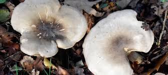 Attēlu rezultāti vaicājumam “Clitocybe nebularis”