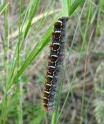 Attēlu rezultāti vaicājumam “Eriogaster lanestris”