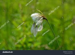 Attēlu rezultāti vaicājumam “Eriophorum latifolium”