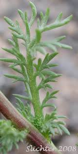 Attēlu rezultāti vaicājumam “Matricaria discoidea”