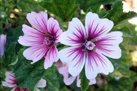 Image result for Malva sylvestris 'Zebrina'