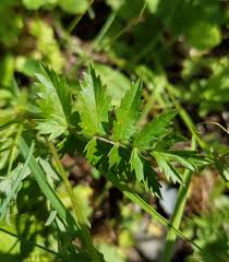Attēlu rezultāti vaicājumam “Pimpinella major leaf”