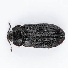 Attēlu rezultāti vaicājumam “Grynocharis oblonga”