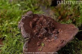 Attēlu rezultāti vaicājumam “Agathomyia wankowiczii”