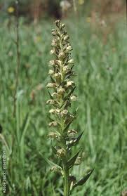 Attēlu rezultāti vaicājumam “Coeloglossum viride”