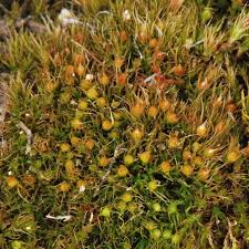 Attēlu rezultāti vaicājumam “Pleuridium subulatum”