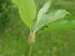 Attēlu rezultāti vaicājumam “Rabdophaga salicis”