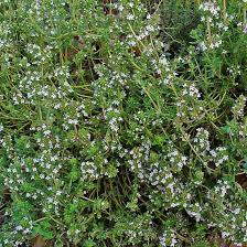 Image result for Thymus vulgaris
