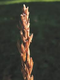 Attēlu rezultāti vaicājumam “Molinia caerulea flower”