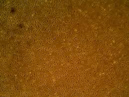 Attēlu rezultāti vaicājumam “Bryum funkii cells”