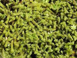 Attēlu rezultāti vaicājumam “Paludella squarrosa”