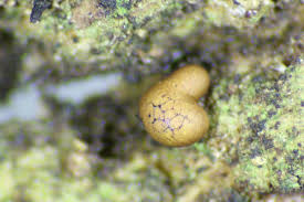 Attēlu rezultāti vaicājumam “Hemitrichia decipiens var. hemitrichoides”