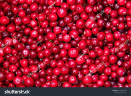 Attēlu rezultāti vaicājumam “Oxycoccus palustris”