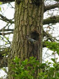 Attēlu rezultāti vaicājumam “Sitta europaea nest”
