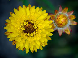 Image result for Helichrysum bracteatum