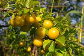 Attēlu rezultāti vaicājumam “Prunus cerasifera fruit”