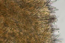 Attēlu rezultāti vaicājumam “Mycoacia fuscoatra”