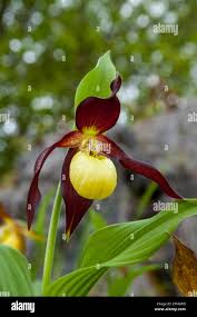 Attēlu rezultāti vaicājumam “Cypripedium calceolus flower”