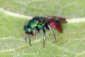 Attēlu rezultāti vaicājumam “Hedychrum sp.”