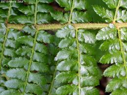 Attēlu rezultāti vaicājumam “Polystichum braunii”