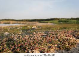 Attēlu rezultāti vaicājumam “Glaux maritima flower”