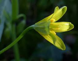 Attēlu rezultāti vaicājumam “Gagea lutea bud”