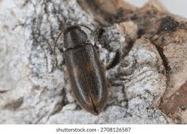 Attēlu rezultāti vaicājumam “Melandryidae”