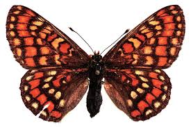 Attēlu rezultāti vaicājumam “Euphydryas maturna upperside”