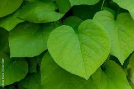 Attēlu rezultāti vaicājumam “Aristolochia durior leaf”