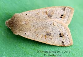 Attēlu rezultāti vaicājumam “Orthosia munda”