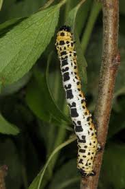 Attēlu rezultāti vaicājumam “Abraxas grossulariata larva”