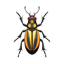 Attēlu rezultāti vaicājumam “Carabus nemoralis”