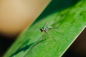 Attēlu rezultāti vaicājumam “Dolichopodidae”