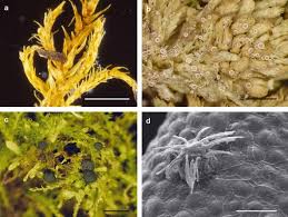 Attēlu rezultāti vaicājumam “Octosporella jungermanniarum”