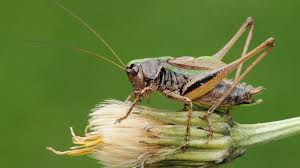 Attēlu rezultāti vaicājumam “Metrioptera brachyptera”