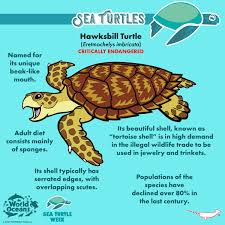 Image result for Eretmochelys imbricata