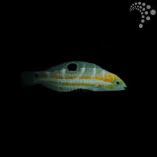 Image result for Halichoeres radiatus