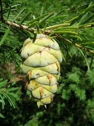 Attēlu rezultāti vaicājumam “Pseudotsuga menziesii fruit”