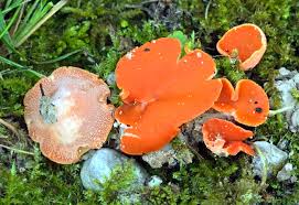 Attēlu rezultāti vaicājumam “Aleuria aurantia”