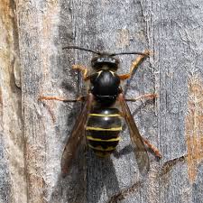 Attēlu rezultāti vaicājumam “Dolichovespula media”