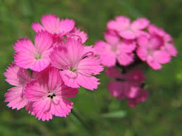 Image result for Dianthus carthusianorum