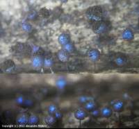 Attēlu rezultāti vaicājumam “Lamproderma arcyrioides stalked”