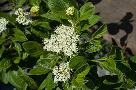 Attēlu rezultāti vaicājumam “Cornus sericea”