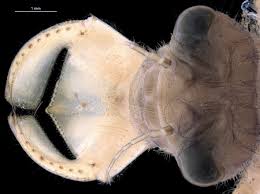Attēlu rezultāti vaicājumam “Lycogala convexum macro”