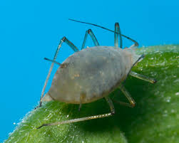 Attēlu rezultāti vaicājumam “Acyrthosiphon”